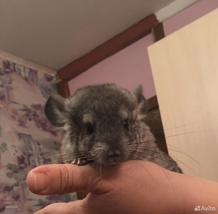 Доска объявлений шиншиллы
