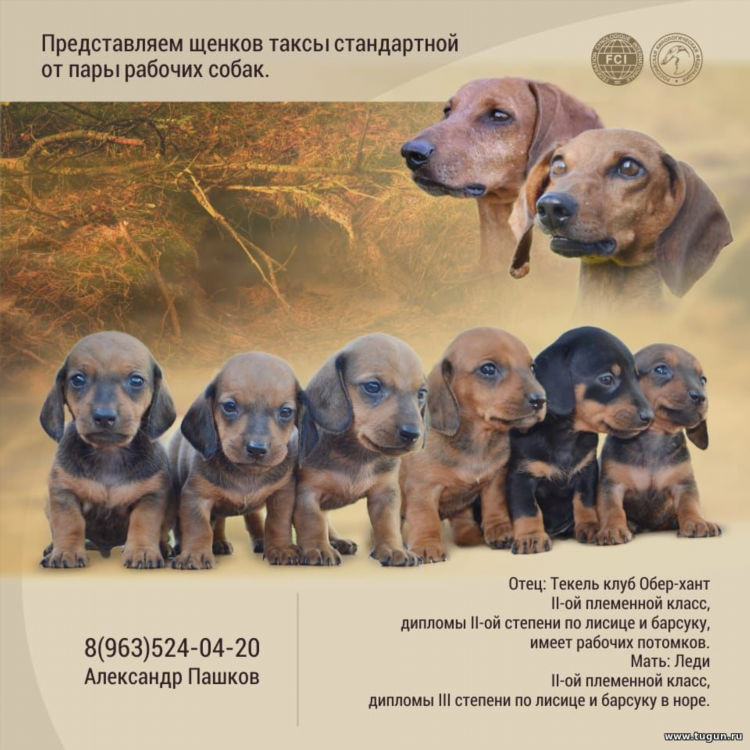 Доска объявлений животные