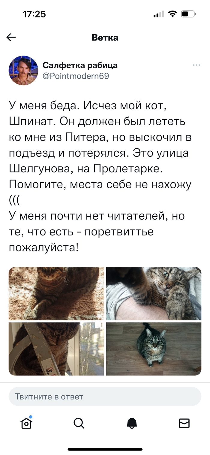 Как писать объявление о пропаже кошки