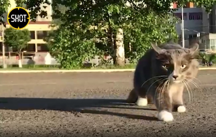 Кот пропал объявления