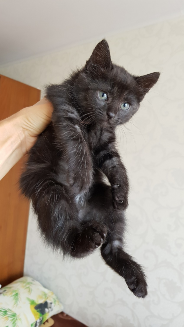 Котята в добрые руки в липецке свежие объявления авито