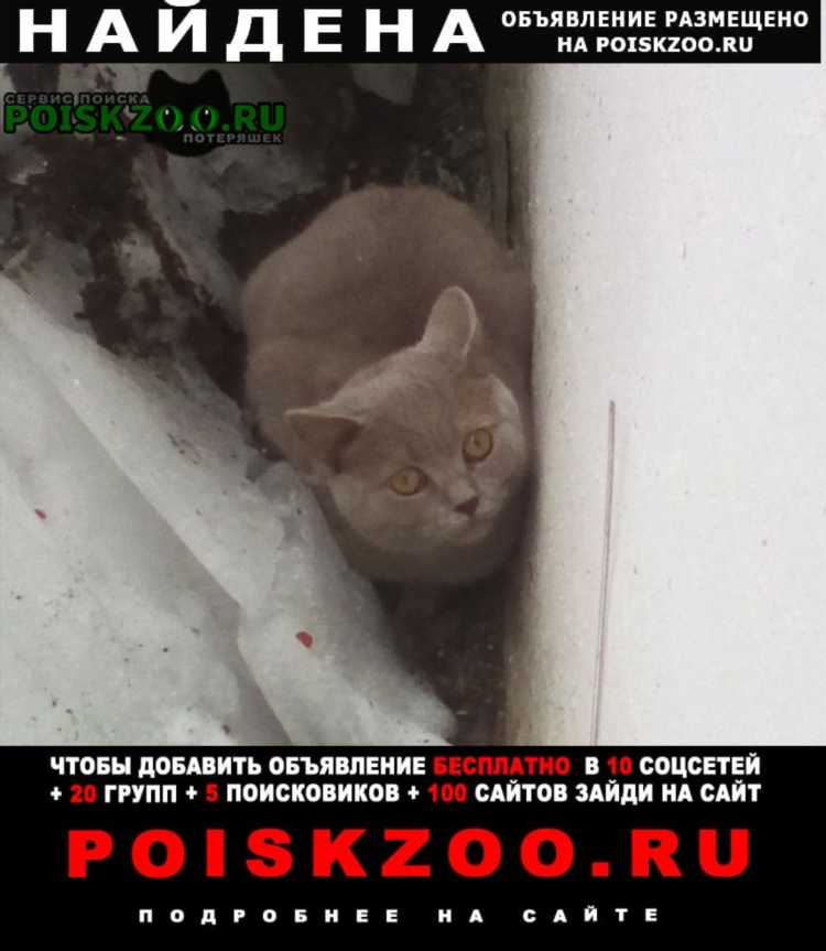 Нашлась кошка объявление