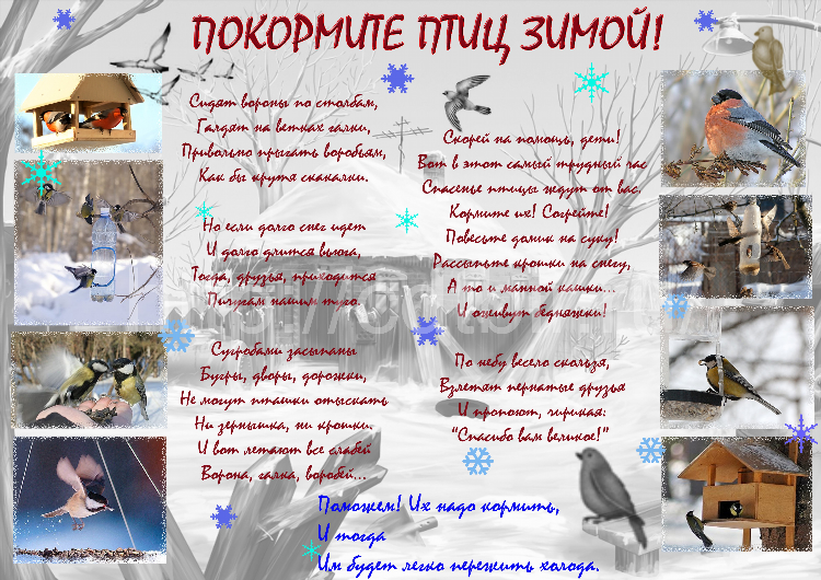 Не кормите голубей объявление