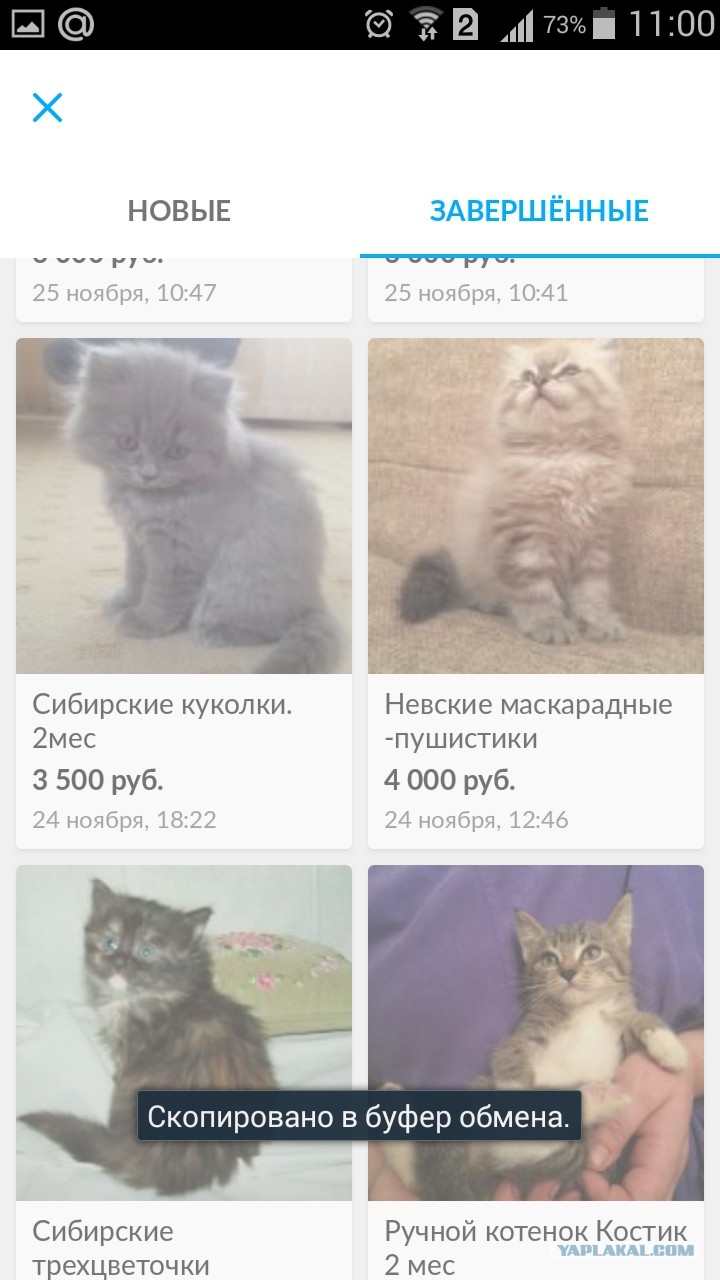 Объявление отдам кота в добрые руки образец