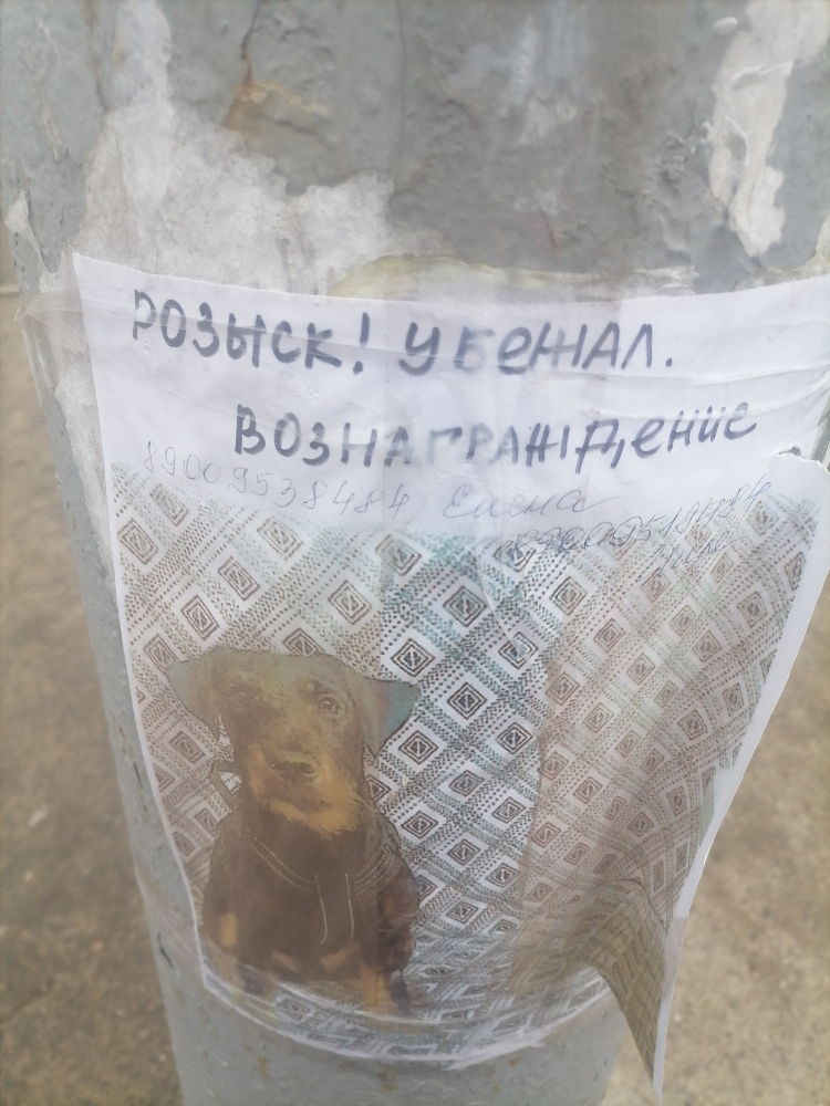Объявления пропала собака воронеж