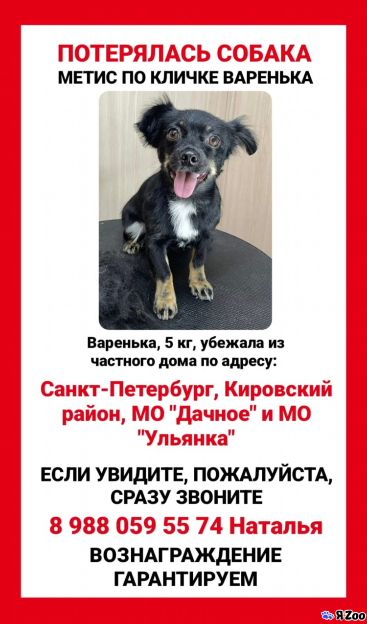 Пропала собака краснодар объявления